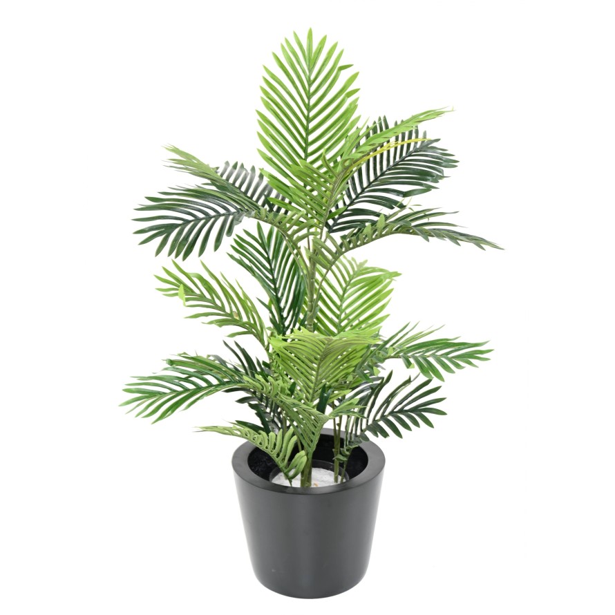 ARECA TREE