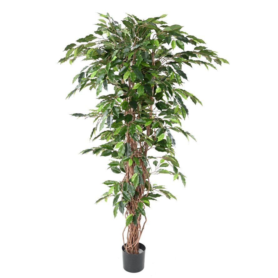 FICUS LIANES GF