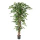 FICUS LIANES GF