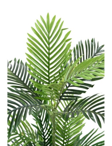 ARECA TREE