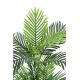 ARECA TREE