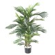 ARECA TREE