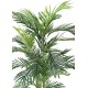 ARECA TREE