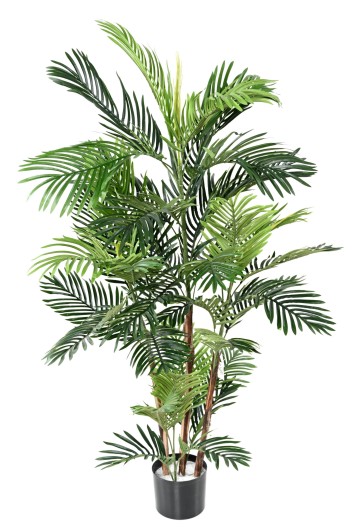 ARECA TREE