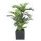 ARECA TREE