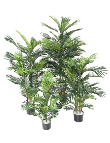 ARECA TREE