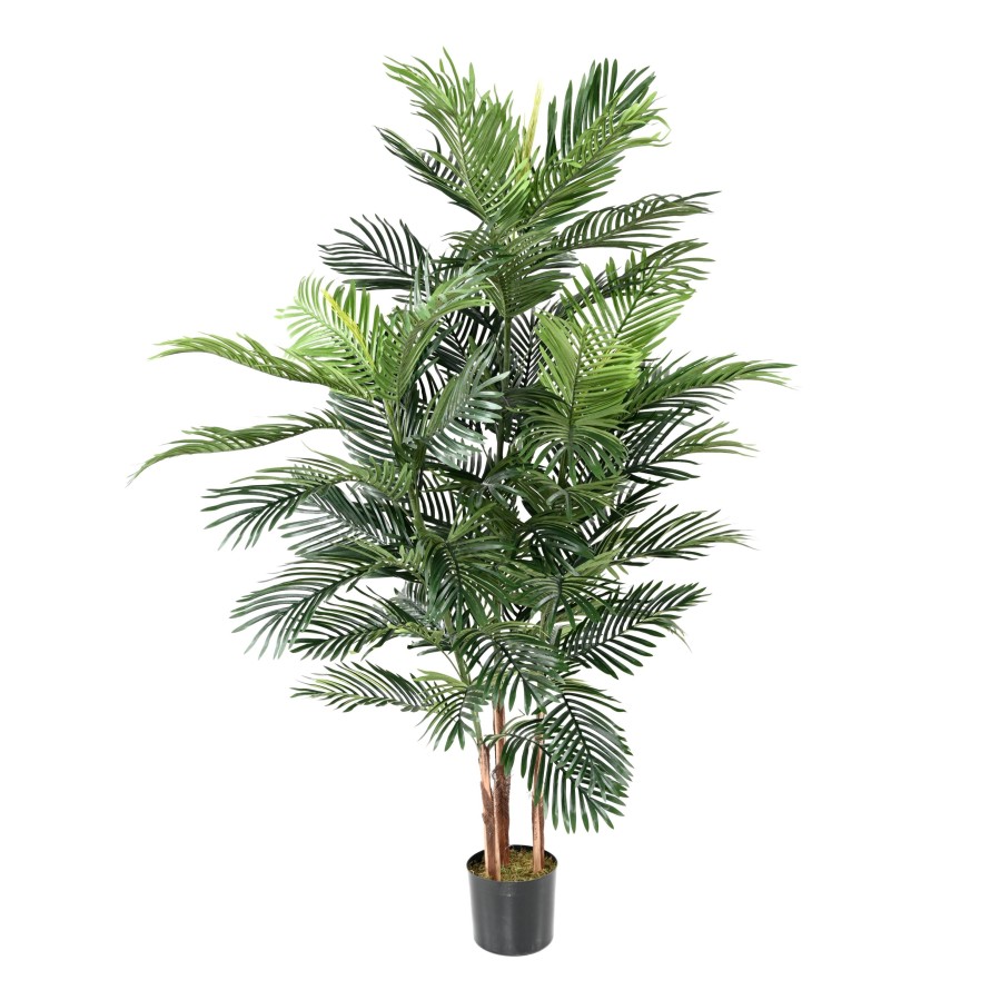 ARECA TREE