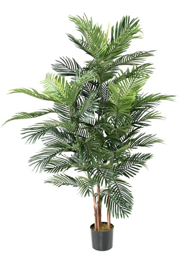 ARECA TREE