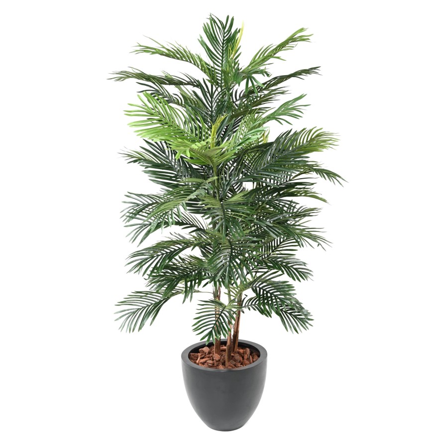 ARECA TREE