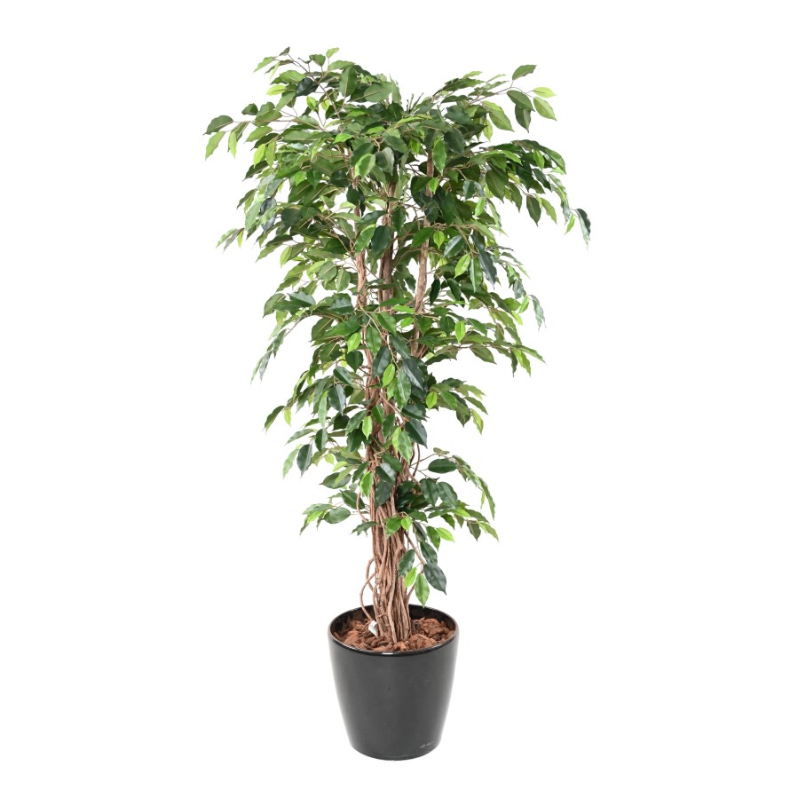 FICUS LIANES GF