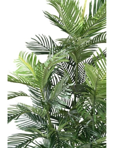 ARECA TREE