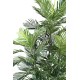 ARECA TREE