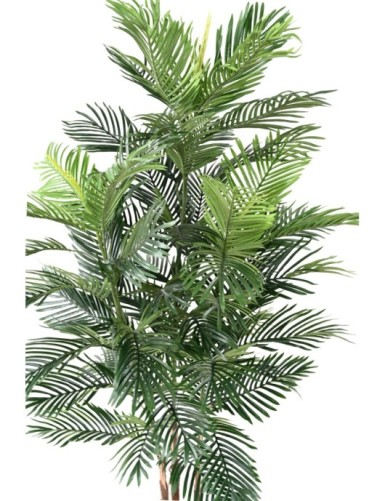 ARECA TREE