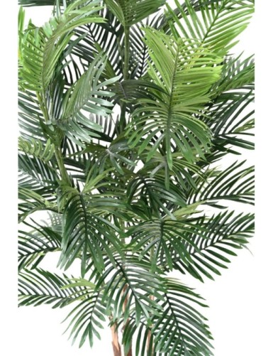 ARECA TREE