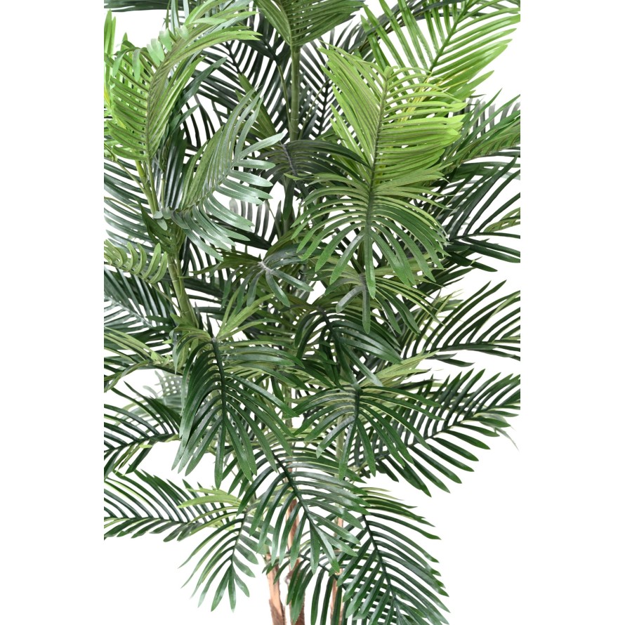 ARECA TREE