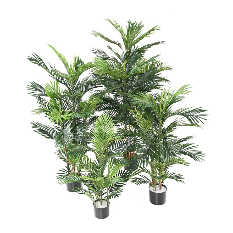 ARECA TREE