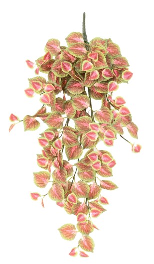 COLEUS CHUTE 96 R