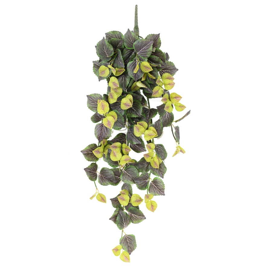 COLEUS CHUTE 96 VF