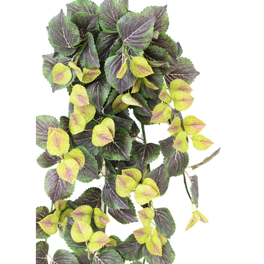 COLEUS CHUTE 96 VF