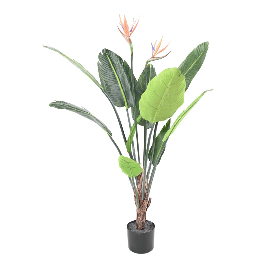 STRELITZIA 10F 2Fl 120