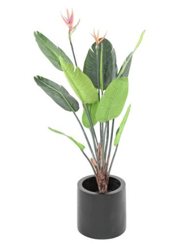 STRELITZIA 10F 2Fl 120