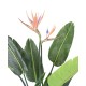 STRELITZIA 10F 2Fl 120