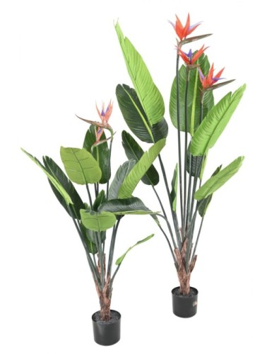 STRELITZIA 10F 2Fl 120