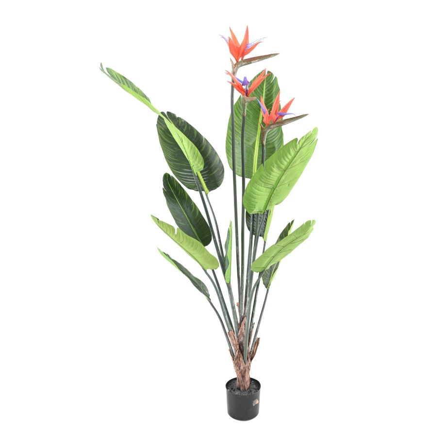 STRELITZIA 11F 3Fl 150