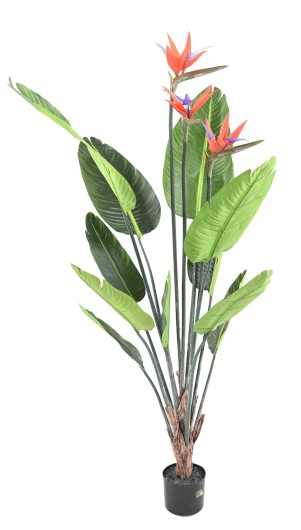 STRELITZIA 11F 3Fl 150