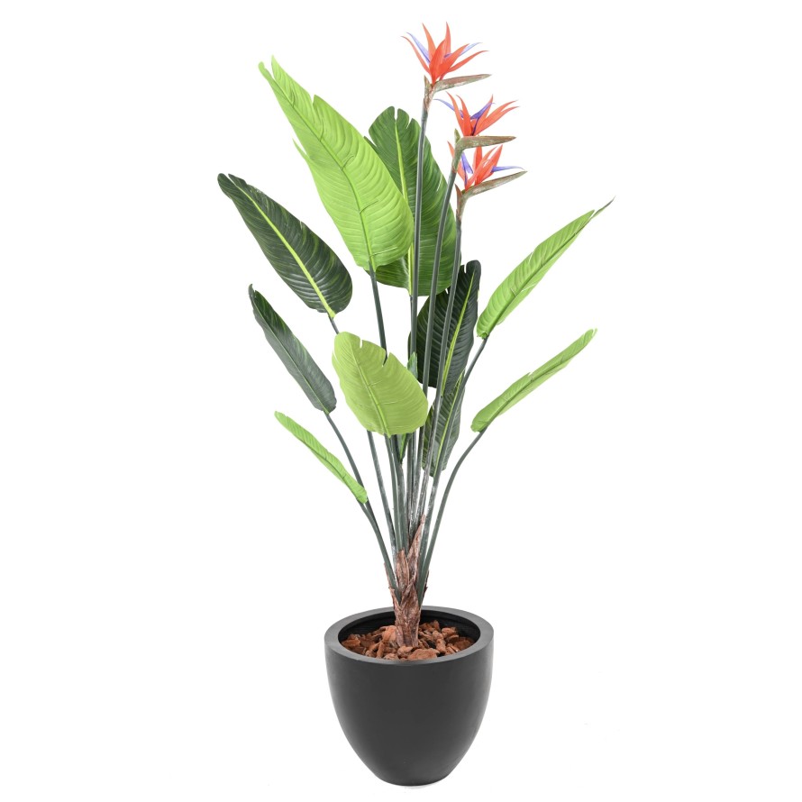 STRELITZIA 11F 3Fl 150