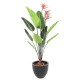 STRELITZIA 11F 3Fl 150