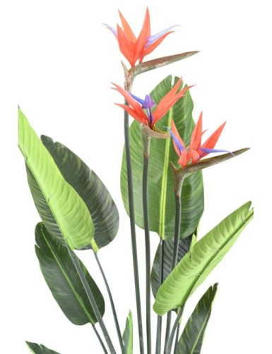 STRELITZIA 11F 3Fl 150