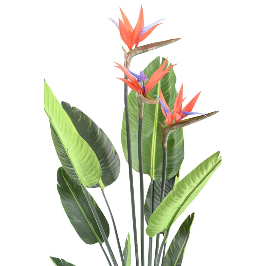 STRELITZIA 11F 3Fl 150