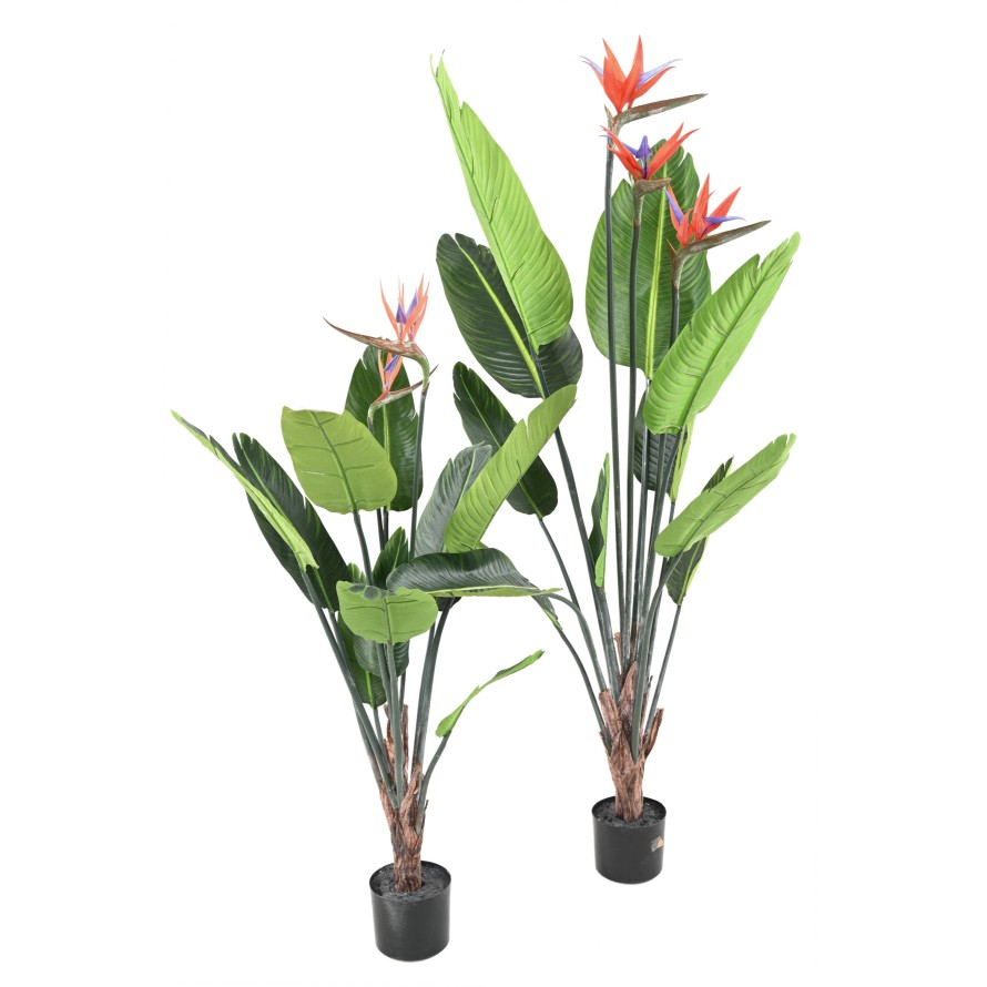 STRELITZIA 11F 3Fl 150