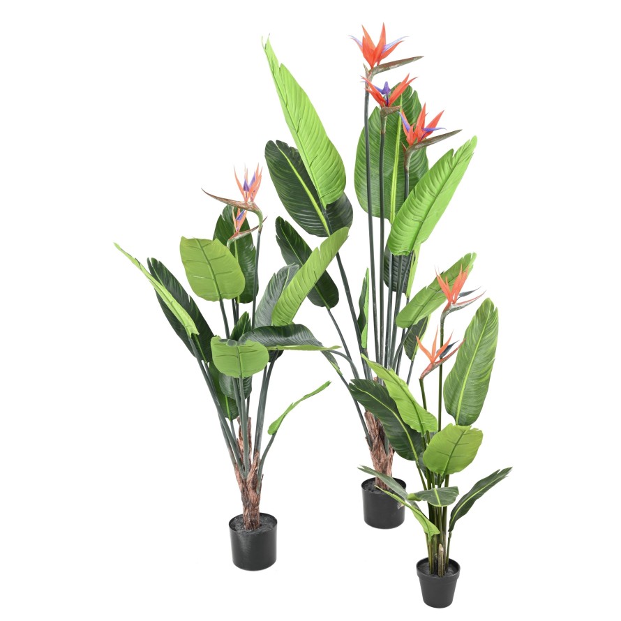 STRELITZIA 11F 3Fl 150