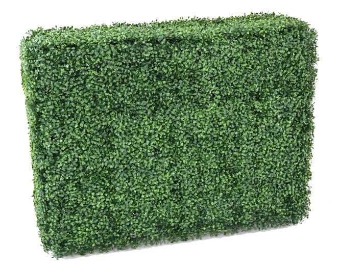 BOXWOOD HEDGE