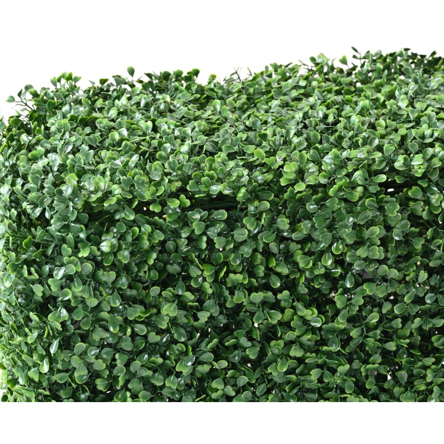 BOXWOOD HEDGE