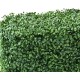 BOXWOOD HEDGE