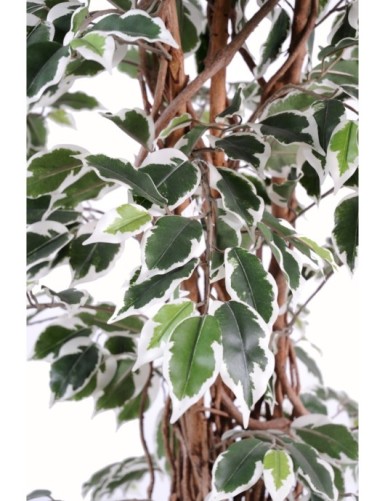 FICUS LIANES GF