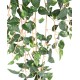 POTHOS MINI 70