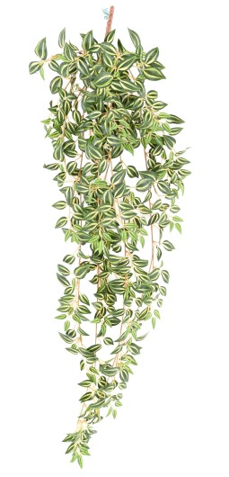 TRADESCANTIA 110