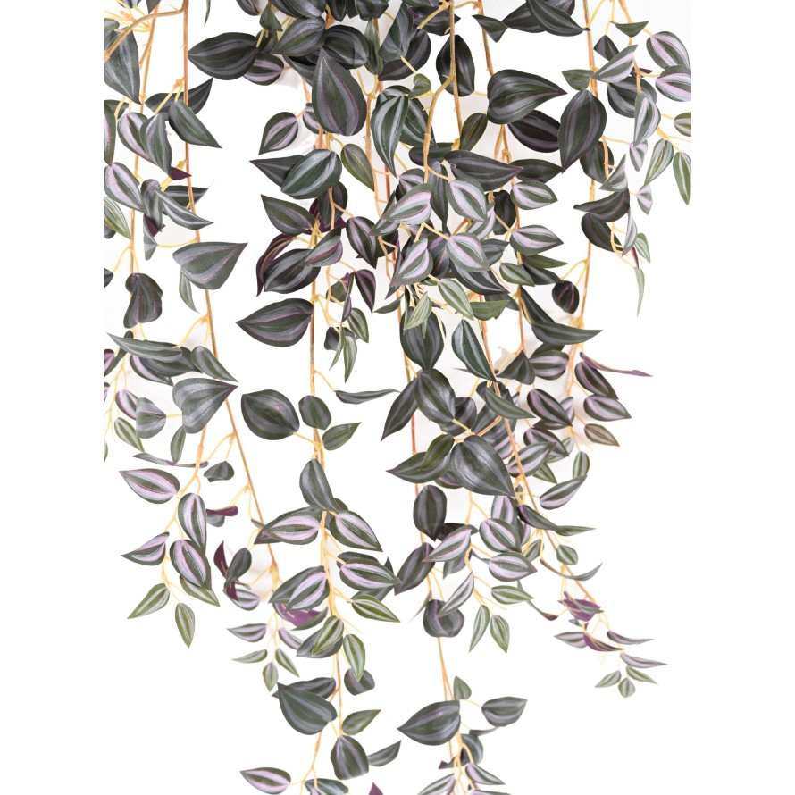 TRADESCANTIA 110