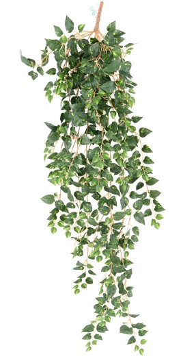 POTHOS MINI 110