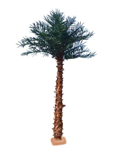 PALM TREE 4M80 UV