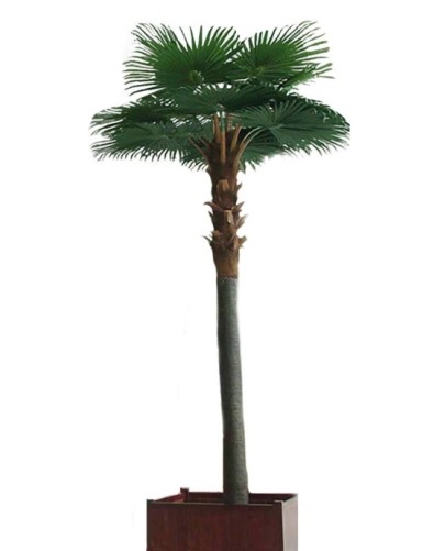 CAMERUS ROYAL PALM TREE 5M