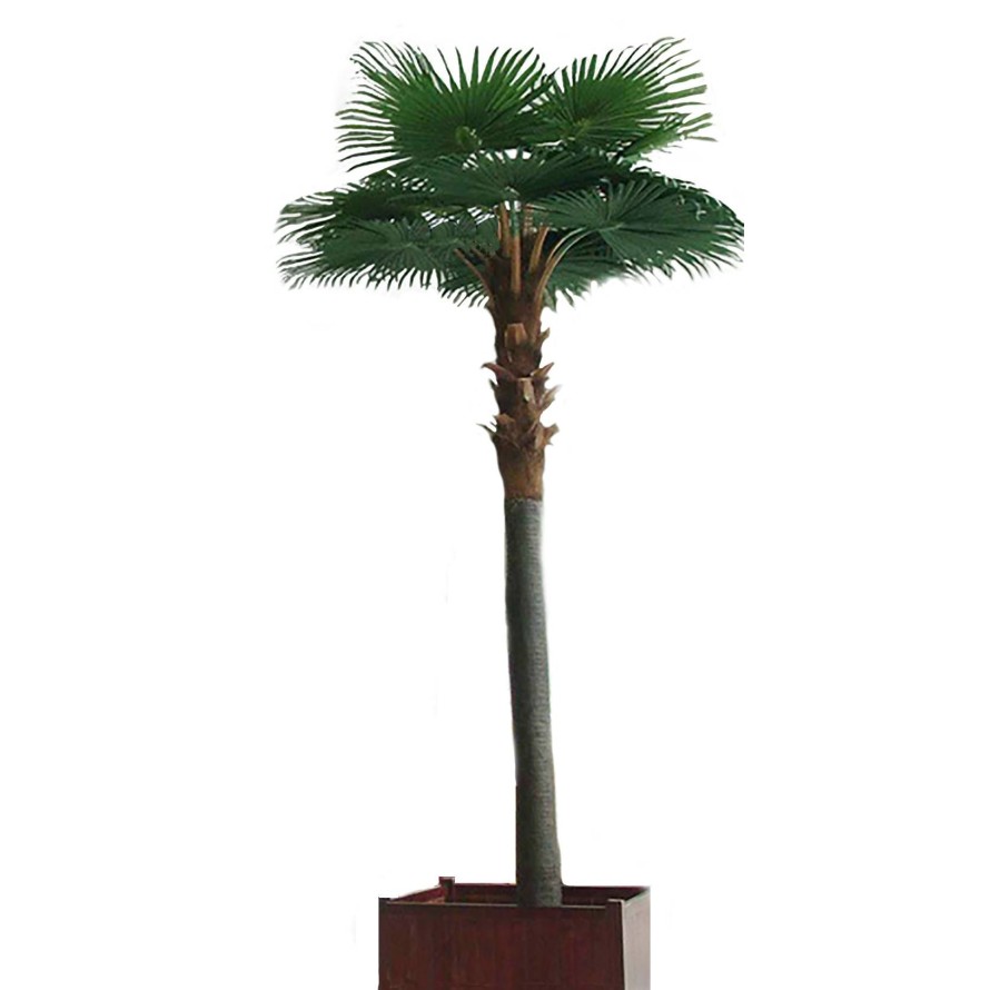 CAMERUS ROYAL PALM TREE 5M