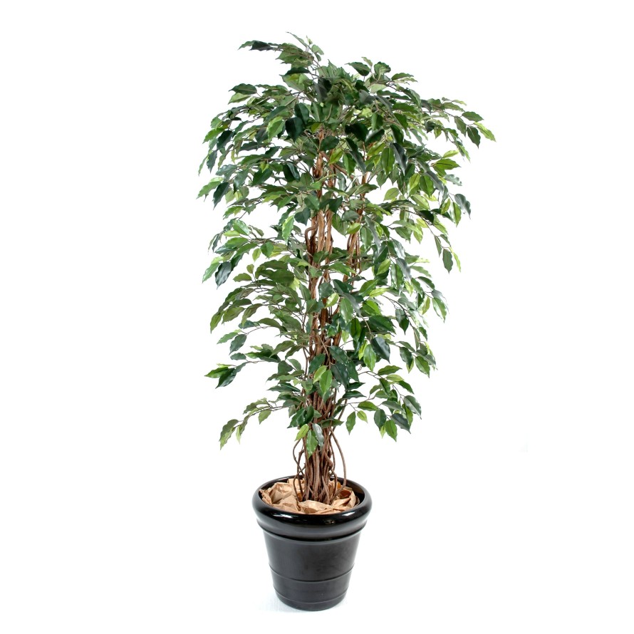 FICUS LIANES GF