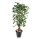 FICUS LIANES GF