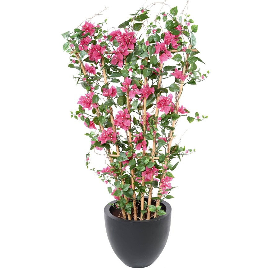 BOUGAINVILLEA LARGE PALISADE UV