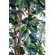 FICUS LIANES GF